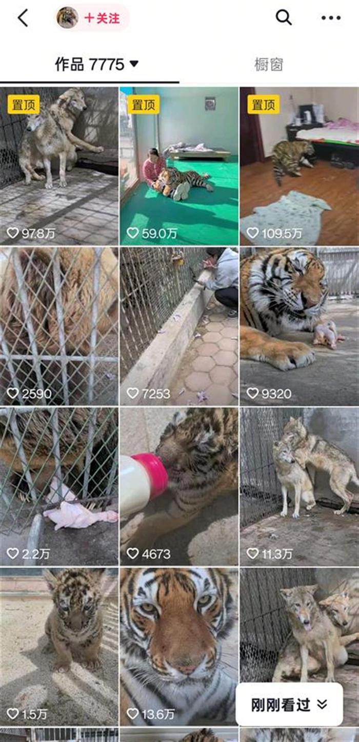 狼為何見飼養員躲墻角發抖？動物專家揭秘氣味與信任的博弈
