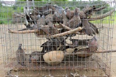 科學養殖與動物飼養 平衡效益與福利